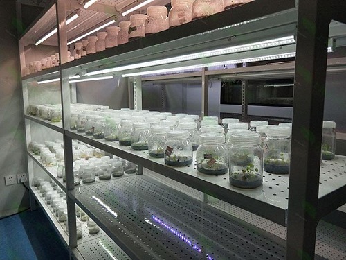 玉门植物组织培养实验室设计建设方案